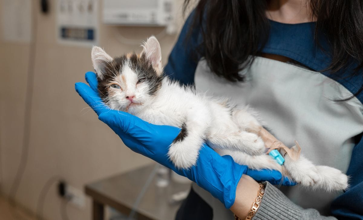 Cara Mengatasi Kucing Keracunan