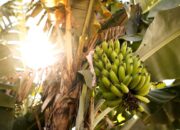 Kandungan Buah Pisang yang Bikin Kamu Semakin Terpukau!