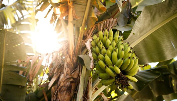 Kandungan Buah Pisang yang Bikin Kamu Semakin Terpukau!