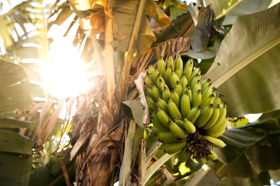 Kandungan Buah Pisang