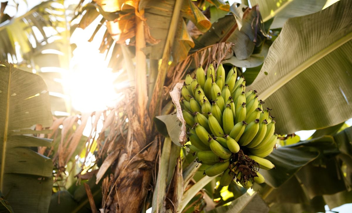 Kandungan Buah Pisang